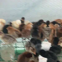 جوجه غاز .بوقلمون جوجه امپراتور جوجه مرغ گردن لخت|حیوانات مزرعه|گلوگاه بابل (گلیا), |دیوار