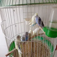 مرغ عشق|پرنده|سقز, |دیوار