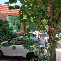 *فروش فوری ویلا مستقل*|اجارهٔ کوتاه‌مدت ویلا و باغ|سی‌سخت, |دیوار