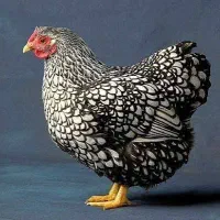 جوجه سه روزه ویاندوت