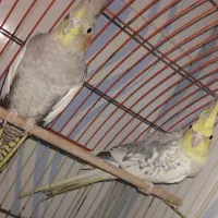 عروس هلندی|پرنده|سهند, |دیوار