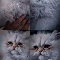 فروش گربه پرشین|گربه|محمدشهر, محمدشهر|دیوار