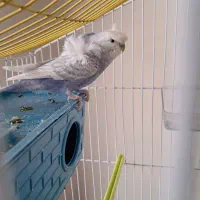 مرغ عشق فر خوش رنگ|پرنده|شهرکرد, |دیوار