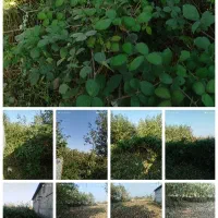 چمن زنی وعلف زنی