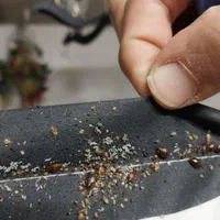 سمپاشی ساس سوسک وکنه و موریانه تضمینی باضمانت 100