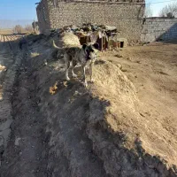 توله ماده یک ساله