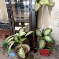 گل دیفن باخی