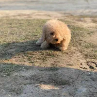 واگذاری سگ پودل اصیل نَر ۲ماهه|سگ|رشت, سلیمانداراب|دیوار