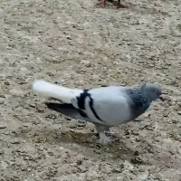 ماده زرد کرمانی|پرنده|مشهد, کوشش|دیوار