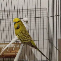 جفت مرغ عشق انگلیسی و رینبو مولد