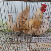 مرغ و خروس چینی با جوجه