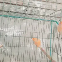 دوعدد نر موزاییکی|پرنده|شیراز, کوزه گری|دیوار