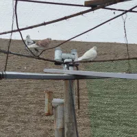 کبوتر|پرنده|ماکو, |دیوار