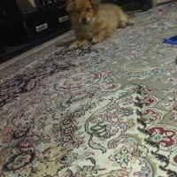 سگ نر و ماده توله