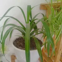 گل با گلدان|گل و گیاه طبیعی|خرمدره, |دیوار