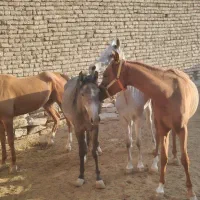 فروش ویژه 4راس اسب با مدرک شکم خالی