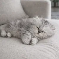 گربه بریتیش چیچیلا (لانگ هیر)