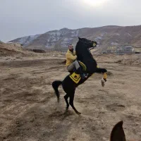 اسب کرد|اسب و تجهیزات اسبسواری|بستان آباد, |دیوار
