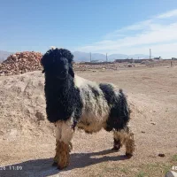 بره قوچی|حیوانات مزرعه|مرودشت, مسکن مهرگان|دیوار