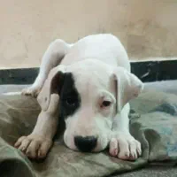 توله داگو. اصیل.