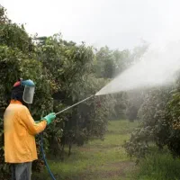 هرس کاری و سم پاشی باغ ومنازل|خدمات باغبانی و درختکاری|صباشهر, |دیوار