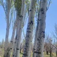 خرید درخت خریدار .چوب در باغات شما|خدمات باغبانی و درختکاری|مرند, |دیوار