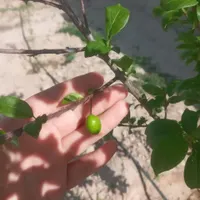 زمین باغ باغچه گلخانه دامداری  مشاغل صنعتی|فروش زمین و ملک کلنگی|ری, |دیوار