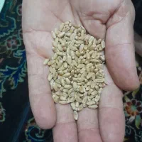 گندم بوجاری شده نوع اوج