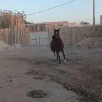 فروش اسب عرب