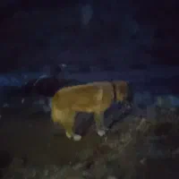 فروشی|سگ|بیرجند, |دیوار