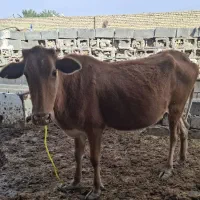 گنبوعه|حیوانات مزرعه|حمیدیه, |دیوار