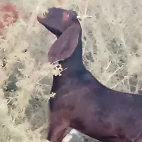 دوتا بز آبستن با بز کهره