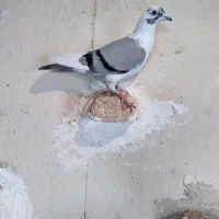 دوبر نر صید شده