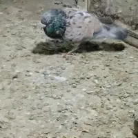 سبز پلاکی دو خط هفترنگ نر کله سینه زرد|پرنده|مشهد, شهرک صنعتی توس|دیوار