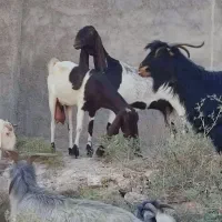 یک راس بز نر گلابی با شش بز گلابی ونژدی|حیوانات مزرعه|باغ ملک, |دیوار