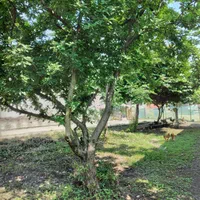 فروش خانه ویلایی ۱۰۰ متری ۲ خوابه|فروش خانه و ویلا|تالش, هشتپر|دیوار