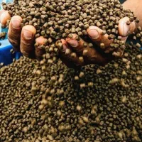 فروش غذای ماهی اکسترود مازند پارسیان|ماهی|قائمشهر, |دیوار