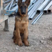 توله سگ ژرمن