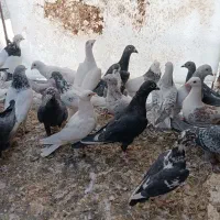 کفتر خارج شهری آلمانی|پرنده|بیرجند, |دیوار
