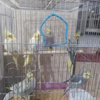 عروس هلندی