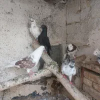 شکار|پرنده|اراک, |دیوار