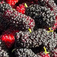 شاه توت دستچین /باغی/تازه /مقدار محدود /برای خرید