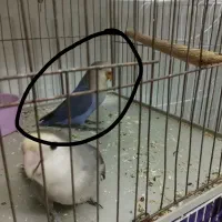 طوطی برزیلی جفت|پرنده|گلپایگان, |دیوار