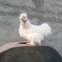 مرغ خروس لاری ابریشمی|حیوانات مزرعه|قم, نخودی|دیوار