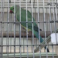 فروش انواع پرنده وقفس
