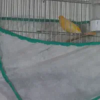 فروش ۲جفت قناری نر بخوان دانه ایی۲تومن