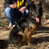 سگ ژرمن|سگ|زنجان, |دیوار