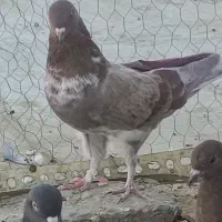 کبوترماده غریب از بلندی|پرنده|کرج, حصارک پایین|دیوار