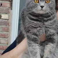 گربه بسیار زیبا مودب و همه چیزتمام|گربه|ارومیه, |دیوار