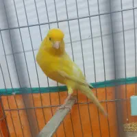 قناری نرشور